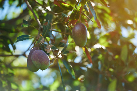 Group of pink mango fruits hanging on tree farm plantationの写真素材