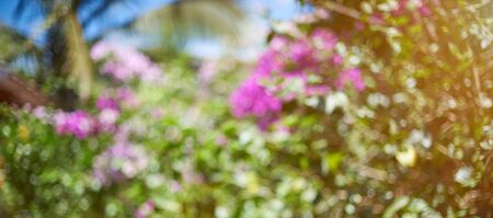 Exotic nature sunny bokeh. Colorful day sunny blurred backgroundの写真素材