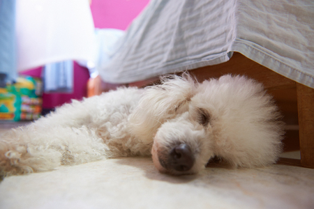 Close-up of cute sleeping dog on room floor. Pet dog sweet sleeping in roomの写真素材