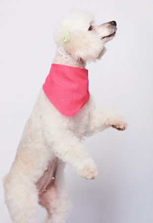 Dancing white poodle dog isolated on white background. Standing up white poodle dogの写真素材