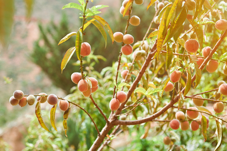 Growing orange peach fruits on farm tree close-up in sunny light. Peach fruit branchの写真素材