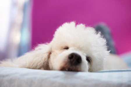 Sleeping dog head in room interior. Closed eyes of sleep dogの写真素材