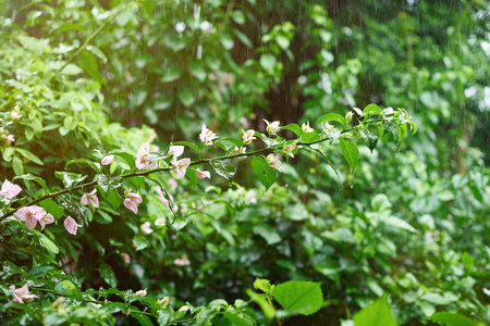 Rain drops in nature theme. Green natural wet blurred backgroundの写真素材
