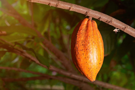 Yellow color cacao pod close-up hanging on tree branchの写真素材