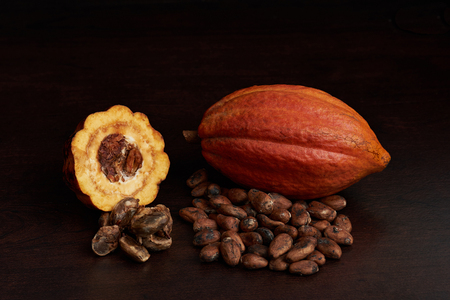 Open cacao pod with seeds and fruits. Farmer harvest themeの写真素材
