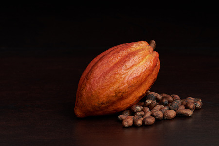 Organic raw cacao pod fruit. Chocolate production themeの写真素材