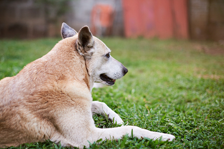 Guard shepherd dog laying on green grass on yard. Domestic pet dog laying outsideの写真素材