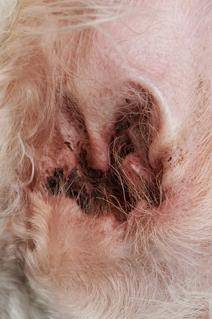 Close-up of dirty dog ear. Red animal ear with infectionの写真素材