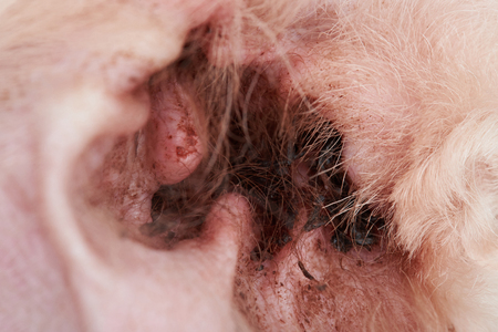 Closeup of infection in dog ear. Dirty dog poodle earの写真素材