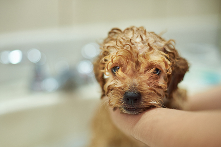 Portrait of cute poodle puppy taking showerの写真素材