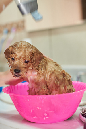 Washing dog service. Bathing small brown puppy dogの写真素材