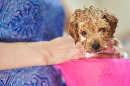 Dog care service. Cute small brown puppy take showerの写真素材