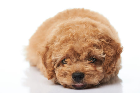 Adorable small puppy isolated on white background. Poodle puppy lay on white backgroundの写真素材