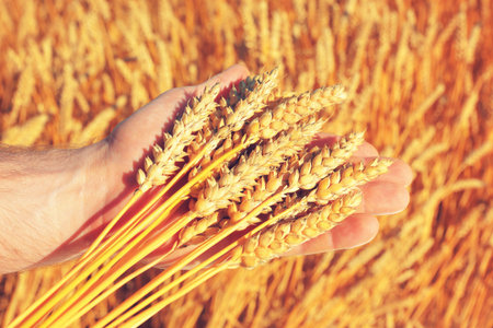 Wheat on farmer's hand closeup. Man holding group of wheat spikelets in hand. Organic wheat close-up. Healthy food concept.の写真素材