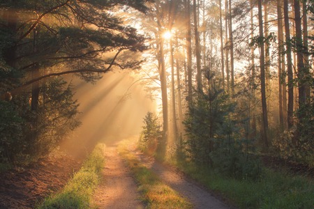 Sun rays in forest. Beautiful autumn forest in sunlight. Sunny autumn background.の写真素材