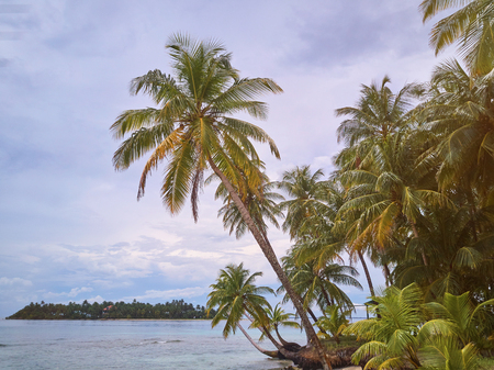 Coconut palms on island beach with sun bright lightの写真素材