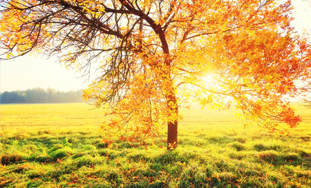 Autumn background. Tree with colorful foliage in morning sunlight. Vibrant autumn natural scene.の写真素材