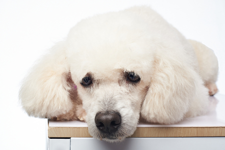 Cute  white poodle dog lay on table isolated on backgroundの写真素材
