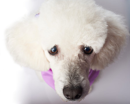 Close-up of poodle dog head isolated on white backgroundの写真素材