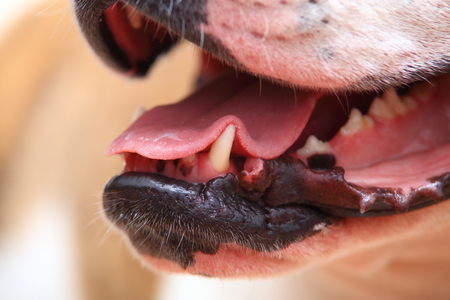 Tongue and canines of american bulldog close-up. Concept of angry and dangerous.の写真素材