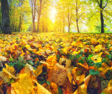 Autumn scene. Closeup of colorful foliage in park. Fallen yellow and red autumn leaves.