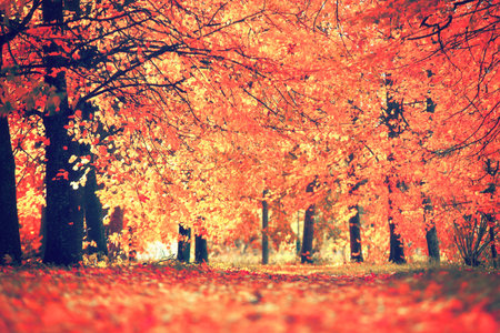 Colorful autumn scene. Red leaves fall from trees to ground. Beautiful autumn background.