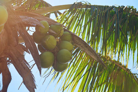 Coconut palm tree on sunny light blue sky backgroundの写真素材