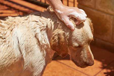 Apply dog shampoo on labrador close-up. Washing big brown dog
