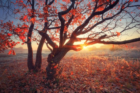 Autumn sunny scene. Tree with red  leaves illuminated by rising sun. Frosty scenic autumn landscape.の写真素材