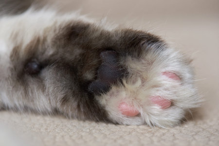 Macro of grey cat palm paw. Fluffy kitty pawの写真素材