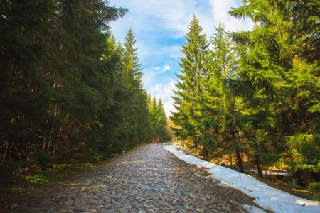 Hiking trail in Tatra mountains, Poland. Sunny day in Zakopane resort. Stone path in sunny fir trees forest.の写真素材