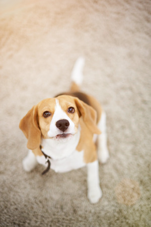 Funny beagle dog playing on carpet above top viewの写真素材