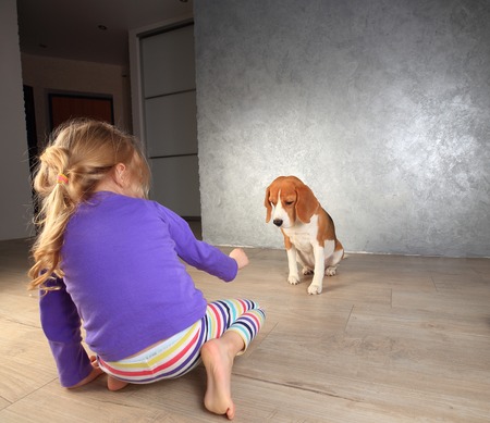 Little girl plays with beagle dog indoors. Children entertainment.の写真素材