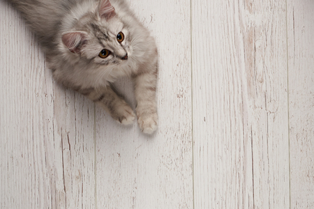 Gray cat lay on wooden floor looking on sideの写真素材