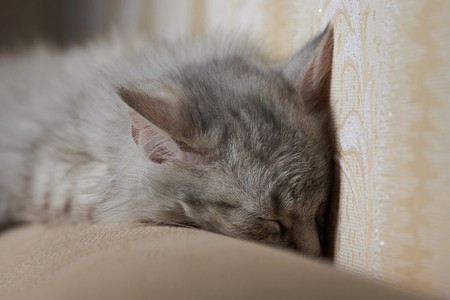 Cat sleeping on sofa with head next to wallの写真素材