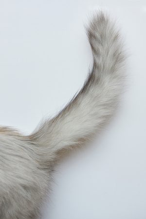 Gray fluffy cat tail isolated on white backgroundの写真素材