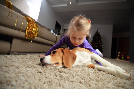 Girl playing with best friend beagle dog indoors on soft carpetの写真素材