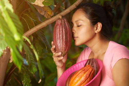 Farmer checking cacao plant. Young woman smell cocoa red podの写真素材