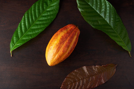 Colorful green and orange color cacao ingredients