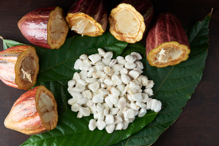 Cocoa agriculture background. Open cacao pods on wooden tableの写真素材