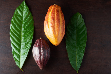 Colorful cocoa plant pods on dark wooden table above viewの写真素材