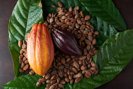 Cacao seeds and pods on wooden table close upの写真素材