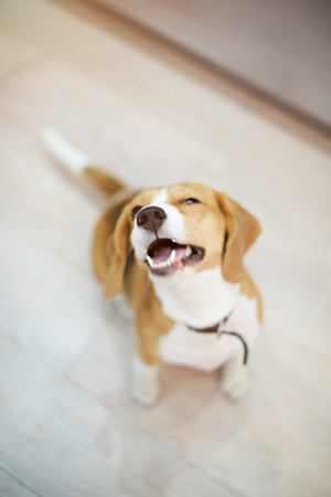 Happy smiling beagle dog sitting on floor above top viewの写真素材