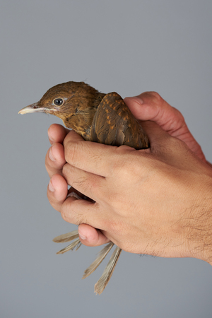Hands hold small bird isolated on gray background close up viewの写真素材
