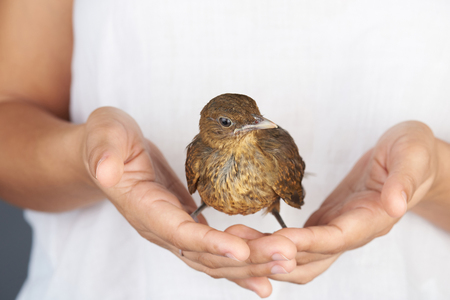 People protecting birds theme. Brown bird in human handsの写真素材
