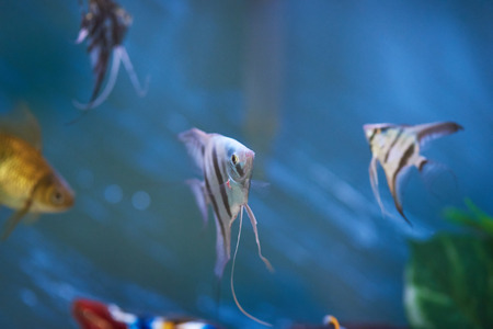 Tropical underwater life theme. Colorful fishes swim in blue waterの写真素材