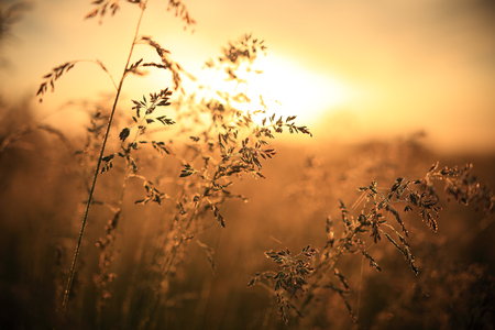 Autumn background. Grass with dew on rising sun backdrop. Morning sunlight. Fall nature.の写真素材