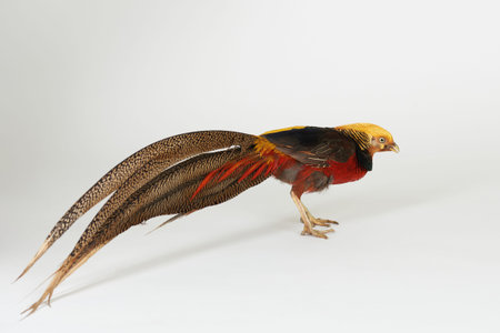 Bright colorful pheasant bird isolated on white studio background