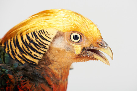 Yellow head of pheasant isolated on white studio backgroundの写真素材