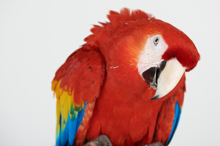 Curious red parrot portrait isolated on white studio backgroundの写真素材
